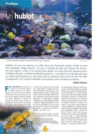 Création d'un aquarium marin